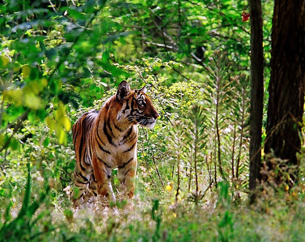 Tamil Nadu